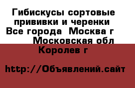 Гибискусы сортовые, прививки и черенки - Все города, Москва г.  »    . Московская обл.,Королев г.